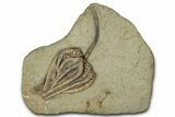 Fossil Crinoid (Agaricocrinus) - Crawfordsville, Indiana #359199-1